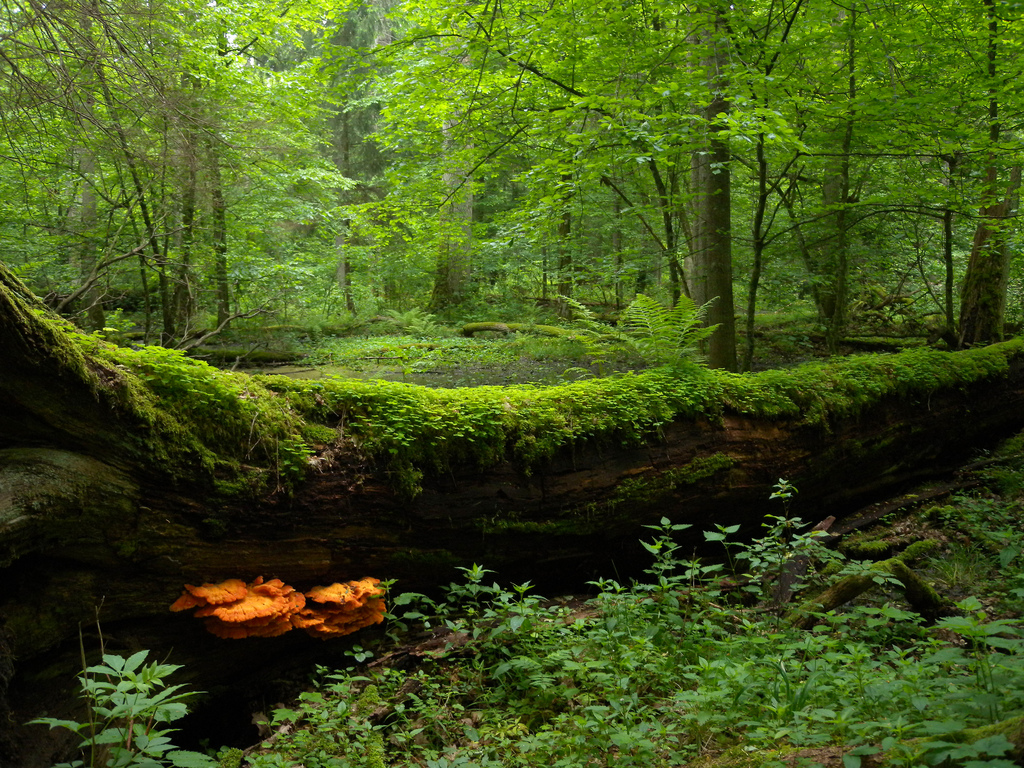 Лес находится под защитой, в частности, потому что здесь сохранились фрагменты первобытного леса